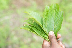 Kratom Side-Effects